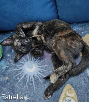 Estrella -  Domestic Short Hair Cat for Adoption in Topeka, Kansas - Estrella | PetCurious