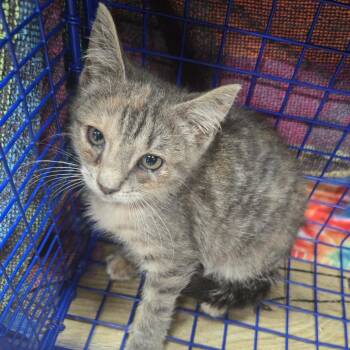 Mitzy -  Domestic Short Hair Cat for Adoption in Newark, New Jersey - Mitzy | PetCurious