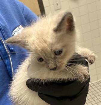 PETER -  Domestic Short Hair Cat for Adoption in Dallas, Texas - PETER | PetCurious