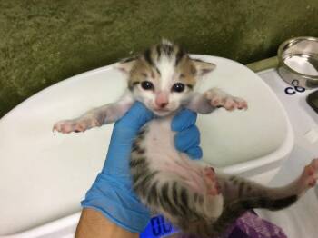 A1920161 -  Domestic Short Hair Cat for Adoption in Riverside, California - A1920161 | PetCurious