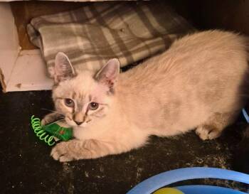 Demeter -  Siamese and Domestic Short Hair Cat for Adoption in Pendleton, Oregon - Demeter | PetCurious
