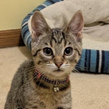 Rescue Domestic Short Hair Cats for Adoption in Verona, Wisconsin - Nyota | PetCurious