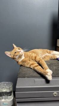 Rescue Domestic Short Hair Cats for Adoption in Lowell, Massachusetts - Sourgum | PetCurious