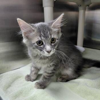 Reggie -  Domestic Long Hair Cat for Adoption in Philadelphia, Pennsylvania - Reggie | PetCurious