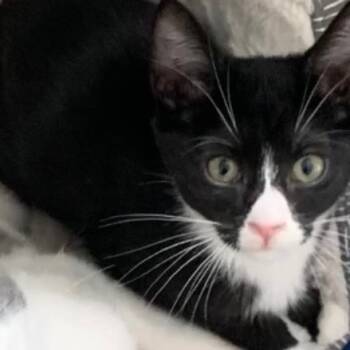 Rescue Domestic Short Hair Cats for Adoption in Victoria, British Columbia - Jiji | PetCurious