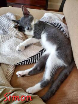 Rescue Domestic Short Hair Cats for Adoption in Jacksonville, Florida - Simon =^.^= | PetCurious