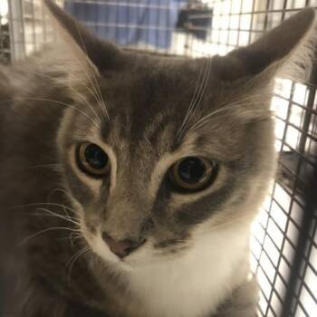 TIMMY -  Domestic Medium Hair Cat for Adoption in Conroe, Texas - TIMMY | PetCurious
