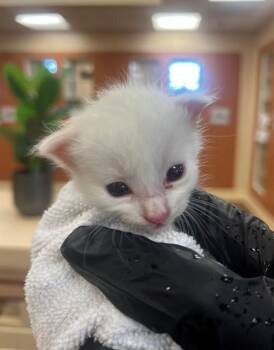 A1931724 -  Domestic Short Hair Cat for Adoption in Thousand Palms, California - A1931724 | PetCurious