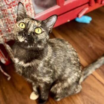 Jessie -  Tortoiseshell Cat for Adoption in Tampa, Florida - Jessie | PetCurious