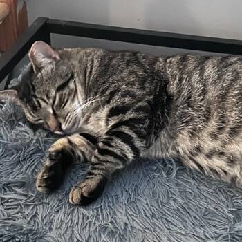 Rescue Domestic Short Hair Cats for Adoption in Sayville, New York - Gunther | PetCurious