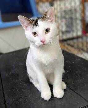 GLEN bonded with GLORIANA -  Domestic Short Hair Cat for Adoption in Delhi, Ontario - GLEN Bonded With GLORIANA | PetCurious