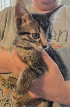 Kimmel -  Domestic Short Hair Cat for Adoption in Crocker, Missouri - Kimmel | PetCurious