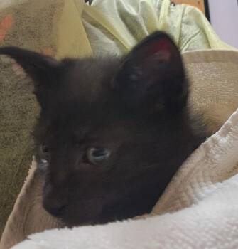 Domestic Short Hair Cats Available for Adoption in Vancouver, Washington - Sorvanea | PetCurious