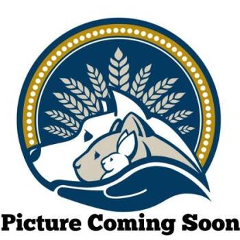 Domestic Short Hair Cats Available for Adoption in Wheaton, Illinois - Mugu Mugu | PetCurious