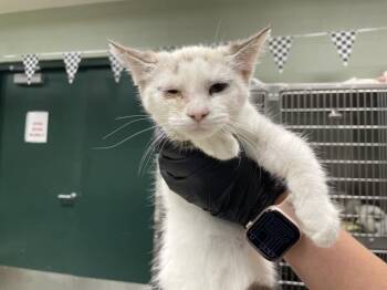 Rescue Domestic Medium Hair Cats for Adoption in Thousand Palms, California - SHEETS | PetCurious