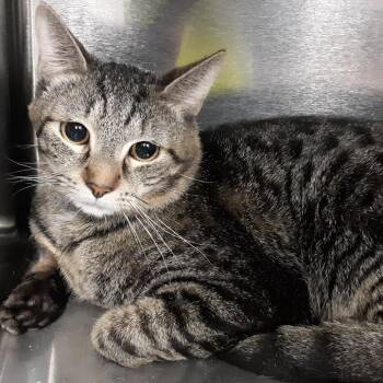 Domestic Short Hair Cats Available for Adoption - Animist | PetCurious