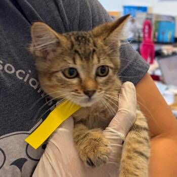 Joker -  Domestic Short Hair Cat for Adoption in Nashville, Tennessee - Joker | PetCurious