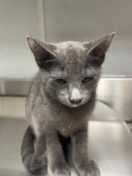 CUTIE PIE -  Domestic Short Hair Cat for Adoption in Las Vegas, Nevada - CUTIE PIE | PetCurious