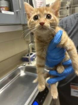 Cheeto -  Domestic Short Hair Cat for Adoption in Wichita, Kansas - Cheeto | PetCurious