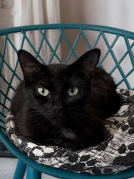 Jade -  Domestic Short Hair Cat for Adoption in Houston, Texas - Jade | PetCurious