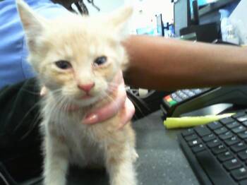 A1265567 -  Domestic Short Hair Cat for Adoption in Charlotte, North Carolina - A1265567 | PetCurious