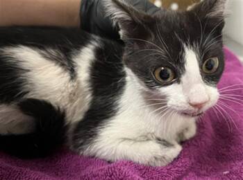 CROQUEMBOUCHE -  Domestic Short Hair Cat for Adoption in Camarillo, California - CROQUEMBOUCHE | PetCurious