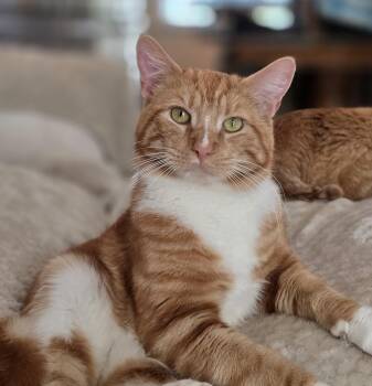 Domestic Short Hair Cats Available for Adoption in Rio Linda, California - Simba | PetCurious