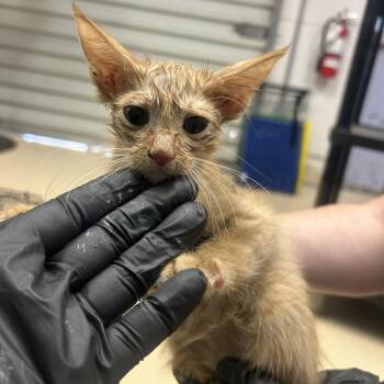 Archie -  Domestic Short Hair Cat for Adoption in Lufkin, Texas - Archie | PetCurious