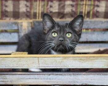 Rescue Domestic Short Hair Cats for Adoption in Lancaster, Ohio - Beatrice | PetCurious
