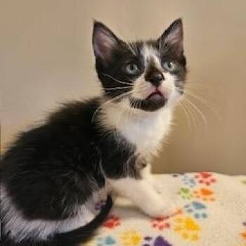 Tuxedo and Domestic Short Hair Cats Available for Adoption in Waxhaw, North Carolina - Oberon | PetCurious
