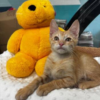 Clay -  Domestic Short Hair Cat for Adoption in Corpus Christi, Texas - Clay | PetCurious