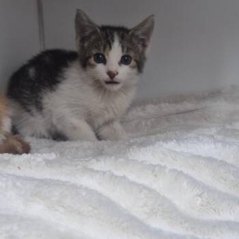 Clawdeen -  Domestic Short Hair Cat for Adoption in Newark, New Jersey - Clawdeen | PetCurious