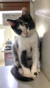 Matcha -  Domestic Short Hair Cat for Adoption in Massena, New York - Matcha | PetCurious