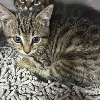 Domestic Short Hair Cats Available for Adoption in Yanceyville, North Carolina - Fallon 26-0370 | PetCurious