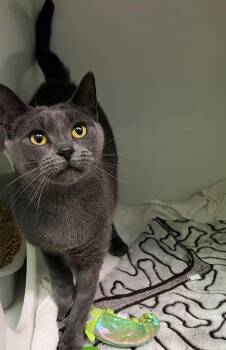 Lily -  Domestic Short Hair Cat for Adoption in Delson, Quebec - Lily | PetCurious