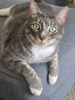 Rescue Domestic Short Hair Cats for Adoption in Redmond, Washington - Martin Di Bergi | PetCurious