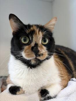 Domestic Short Hair Cats Available for Adoption in Delson, Quebec - Bébé | PetCurious