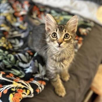 Velvet -  Domestic Medium Hair Cat for Adoption in Bountiful, Utah - Velvet | PetCurious