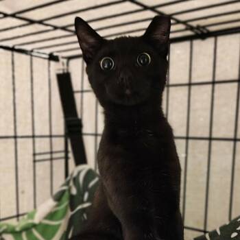 Domestic Short Hair Cats Available for Adoption in Titusville, Florida - West | PetCurious