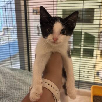 Scone -  Domestic Short Hair Cat Available for Adoption in Charleston, South Carolina - Scone | PetCurious