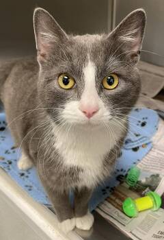 Domestic Short Hair Cats Available for Adoption - Simon | PetCurious