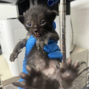 Domestic Short Hair Cats Available for Adoption in Edinburg, Texas - Harper | PetCurious