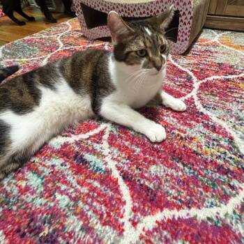 Domestic Short Hair Cats Available for Adoption in Granville, Ohio - Kreacher | PetCurious