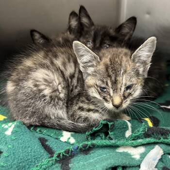 Spork -  Domestic Short Hair Cat Available for Adoption in Abilene, Texas - Spork | PetCurious