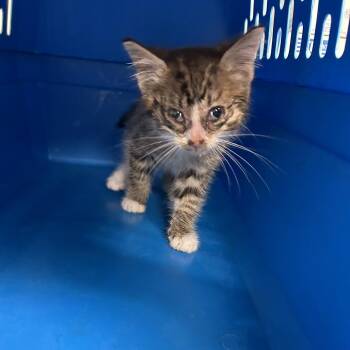 Squeaky -  Domestic Short Hair Cat for Adoption in Ottawa, Kansas - Squeaky | PetCurious