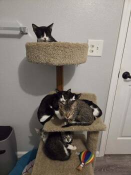 Charge Nurse Dana -  Domestic Short Hair Cat for Adoption in Sedalia, Colorado - Charge Nurse Dana | PetCurious