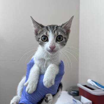 Lemon -  Domestic Short Hair Cat for Adoption in Kanab, Utah - Lemon | PetCurious