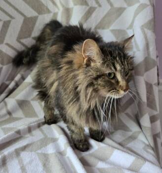 Domestic Medium Hair Cats Available for Adoption in Wheaton, Illinois - Poi | PetCurious