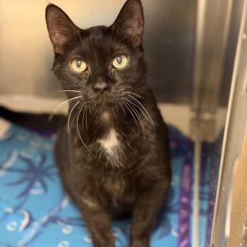 Domestic Short Hair Cats Available for Adoption - Pippen (Whopper) | PetCurious