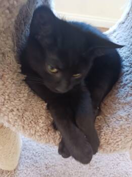 Liberty - Your Handsome Little Lap-Loving Patriot -  Domestic Short Hair Cat for Adoption in Prescott, Arizona - Liberty - Your Handsome Little Lap-Loving Patriot | PetCurious